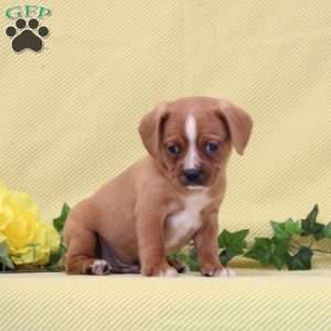 Billy, Boston Terrier Mix Puppy